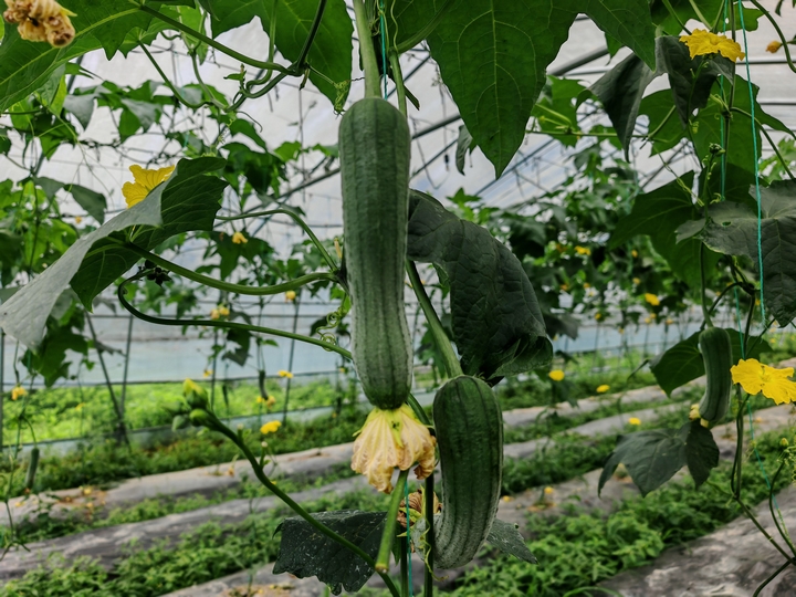 清菇娘產業園的翠綠絲瓜藤，綴滿鮮嫩瓜。習水縣融媒體中心供圖.jpg