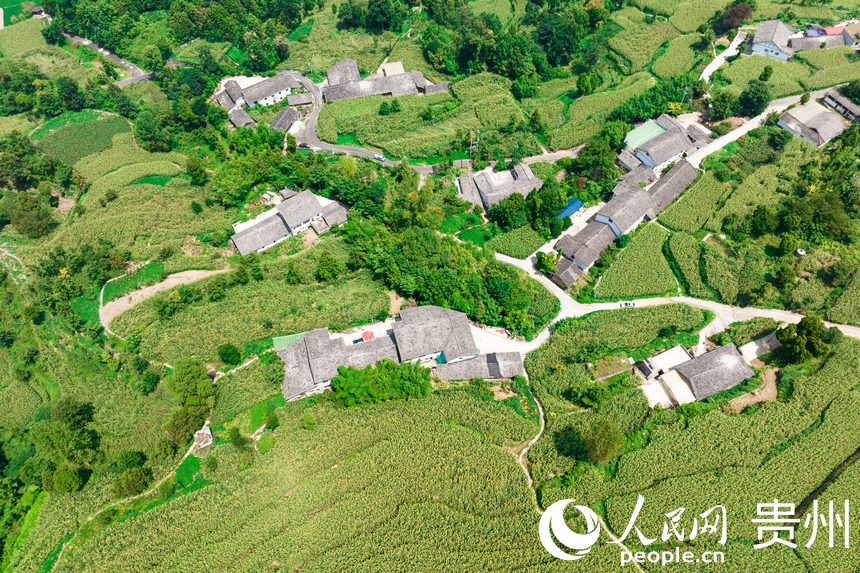 貴州省仁懷市長崗鎮的集中連片高粱田。人民網記者 涂敏攝