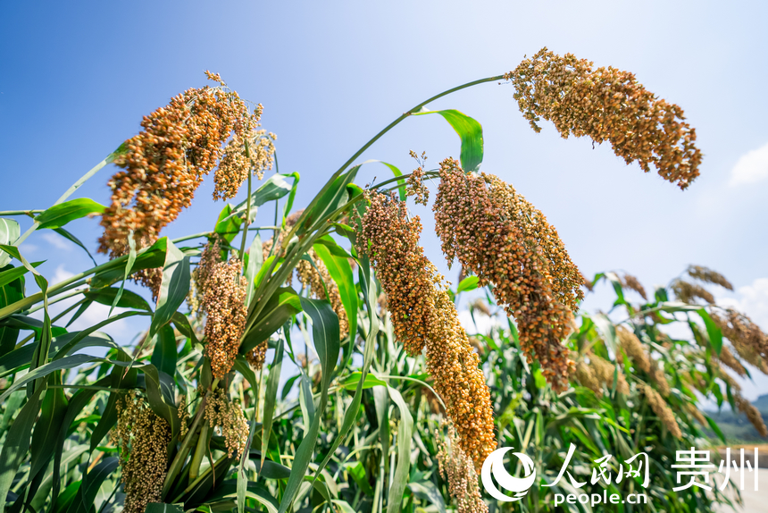 貴州省仁懷市長崗鎮(zhèn)茅坡村內(nèi)即將收獲的高粱。人民網(wǎng)記者 涂敏攝