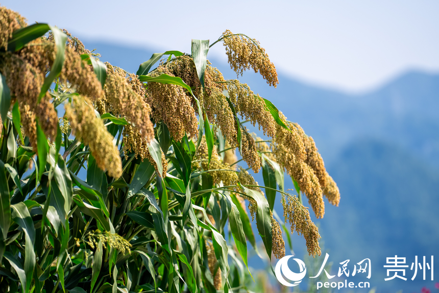 貴州省仁懷市長崗鎮(zhèn)茅坡村內(nèi)即將收獲的高粱。人民網(wǎng)記者 涂敏攝