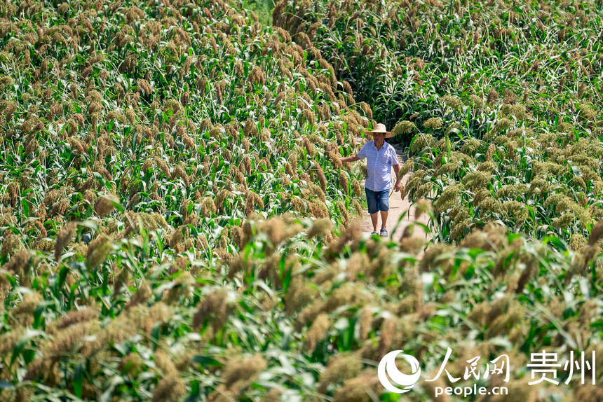當地村民在田間查看高粱生長情況。人民網記者 涂敏攝