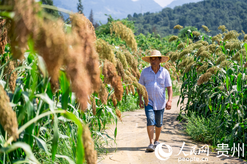 當地村民在田間查看高粱生長情況。人民網記者 涂敏攝
