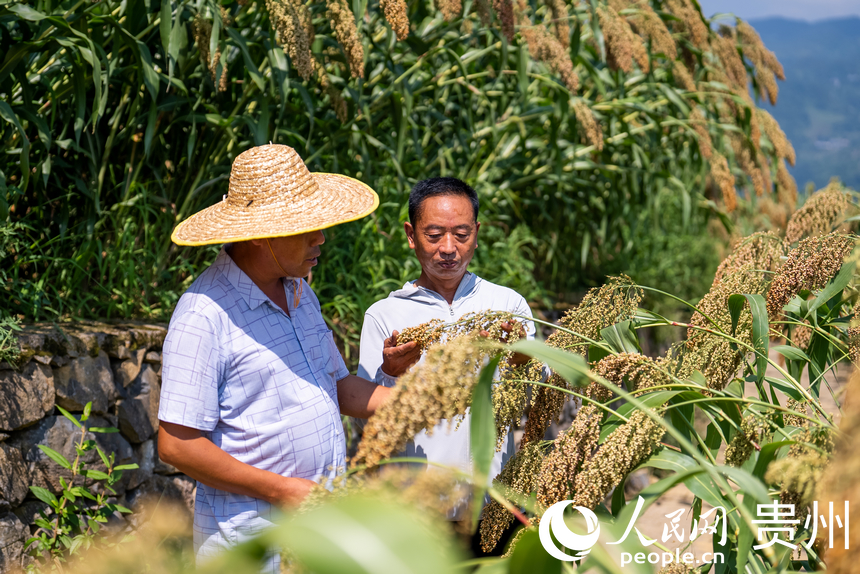 當地村民在田間查看高粱生長情況。人民網記者 涂敏攝