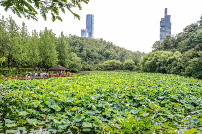 一池夏韻“荷”你有約 觀山湖公園荷花盛放。