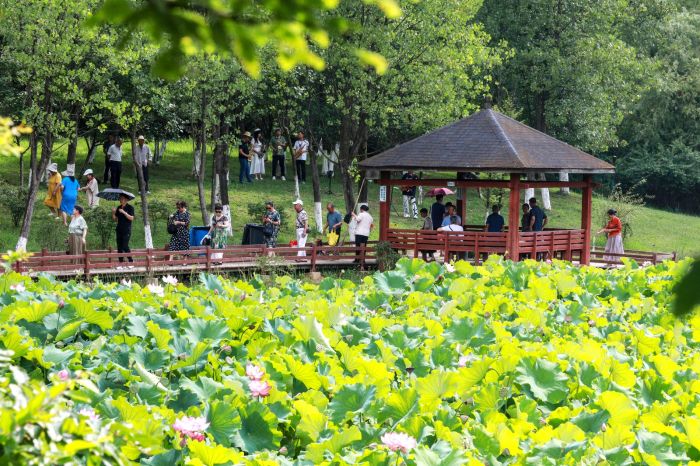 荷花吸引了眾多市民打卡。.jpg