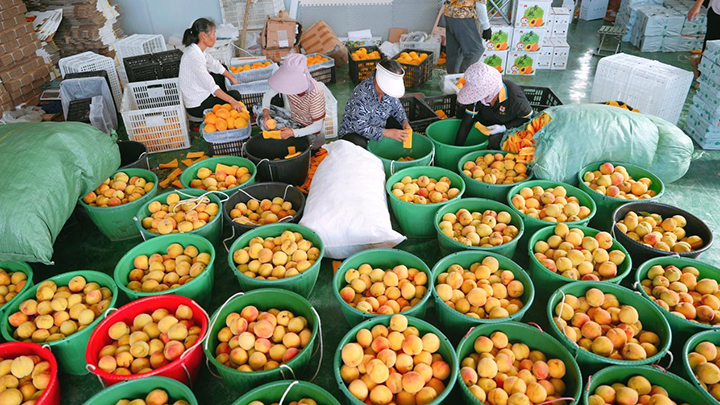 貴州玉屏:650萬斤黃桃搶鮮上市 飄香全國。