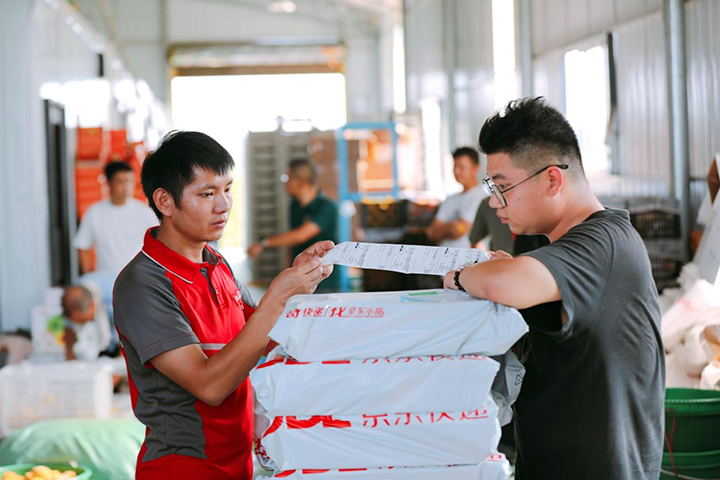 貴州玉屏:650萬斤黃桃搶鮮上市 飄香全國。