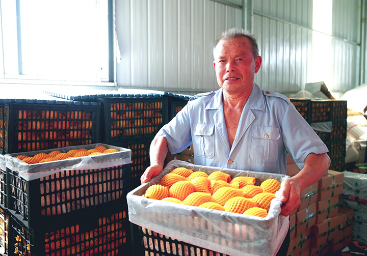 貴州玉屏:650萬斤黃桃搶鮮上市 飄香全國。