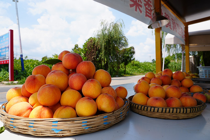 等待出售的黃桃。陸勁松攝