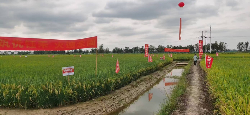 圖為貴州筑農高科種業有限公司科研基地。