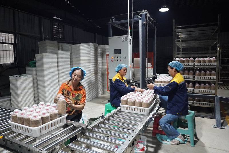 貴州省農(nóng)業(yè)科學(xué)院農(nóng)作物品種資源研究所天麻科技成果示范應(yīng)用。