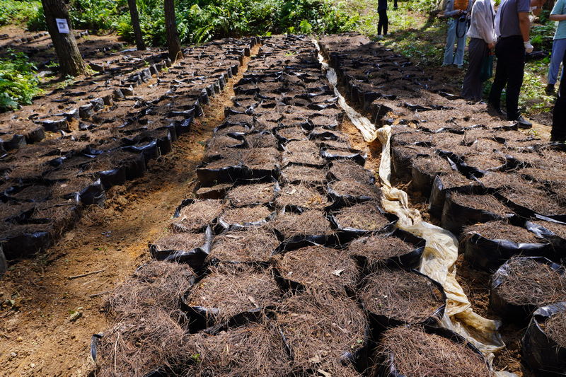貴州省農業科學院農作物品種資源研究所天麻科技成果示范應用。