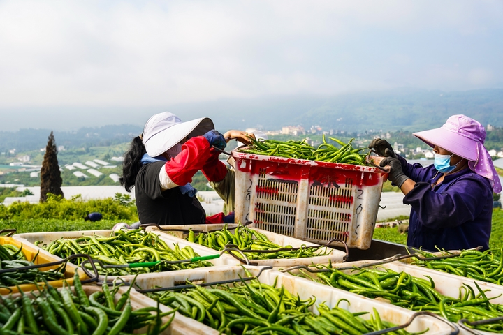 工人將采摘來的辣椒進行裝箱。  陳春志、廖恩來 攝