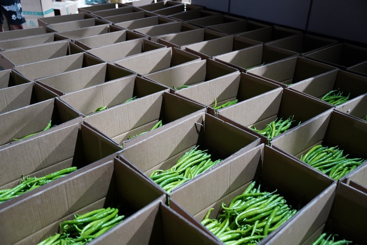 工人在畢節市赫章縣平山鎮農業園區廠房內對辣椒進行分揀并裝箱運輸。