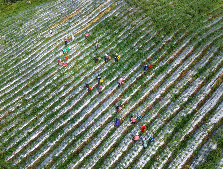 工人正在畢節市赫章縣平山鎮農業園區采摘辣椒。