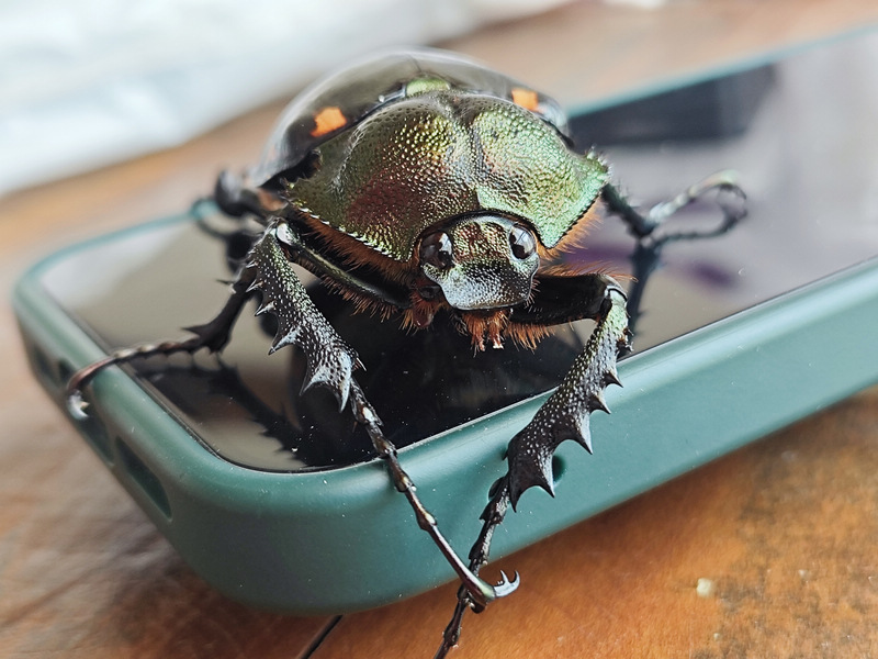 瀕危陽彩臂金龜雌性個體。