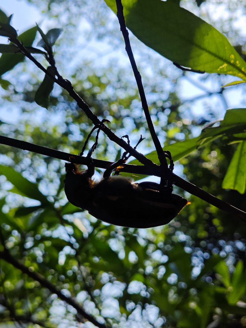瀕危陽彩臂金龜雌性個體。