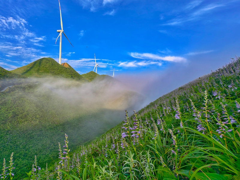 玉簪花風景帶。