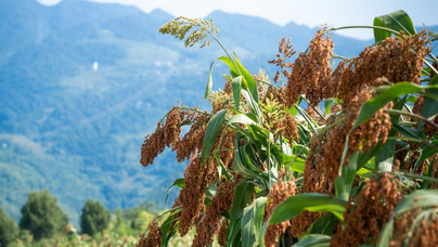 行進中國 | 仁懷：萬畝高粱待豐收 山地農業顯活力貴州省仁懷市長崗鎮2.7萬畝高粱已臨近收獲期。
