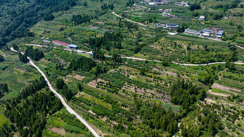 貴州省畢節市七星關區清水鋪鎮寧家村黃桃種植基地。