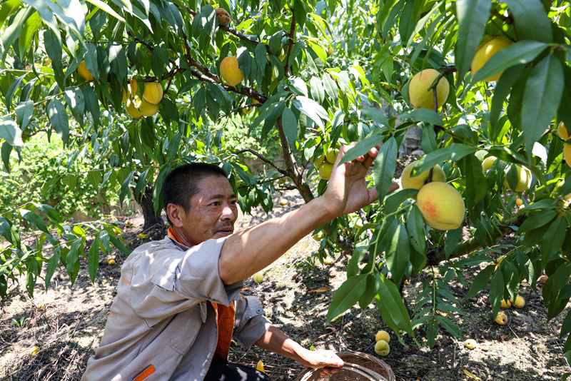 果農們穿梭在桃林間，忙著摘果。