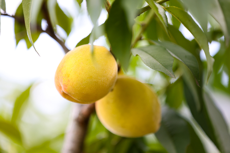 一顆顆成熟的黃桃掛滿枝頭，果香四溢。