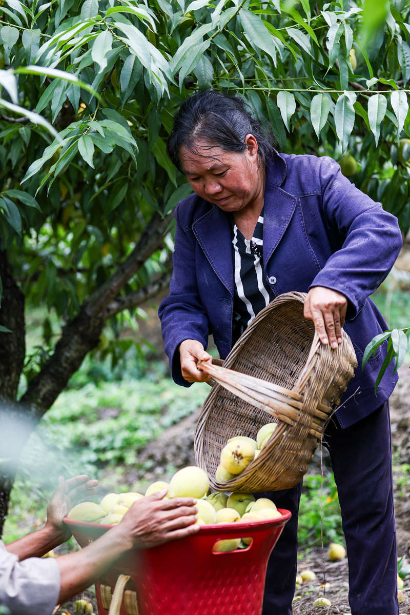 果農(nóng)們正將果子裝框。