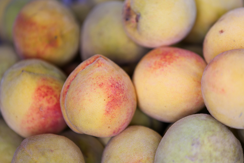 百余畝黃桃喜獲豐收。