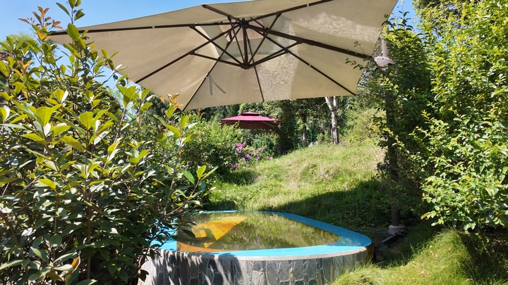 綠植環抱小泉池,藏著夏日清涼意。張川 攝.jpg