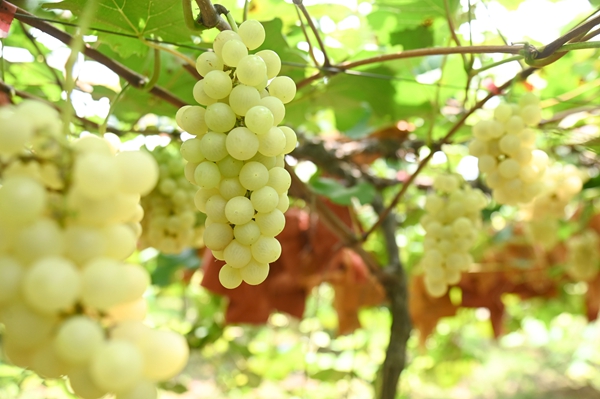 松桃寨冠村：葡萄成熟季 游客采摘忙。