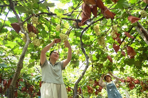 松桃寨冠村：葡萄成熟季 游客采摘忙。