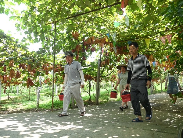 松桃寨冠村：葡萄成熟季 游客采摘忙。