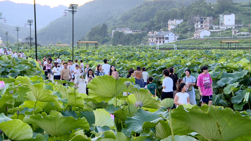 圖為水井村千畝荷花盛開，游人如織。