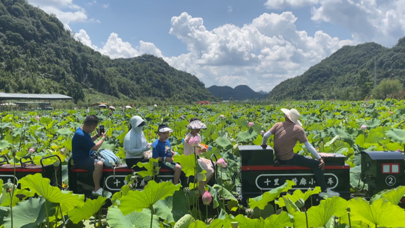 十里荷廊非你莫“暑”田園畫卷“荷”你相約。