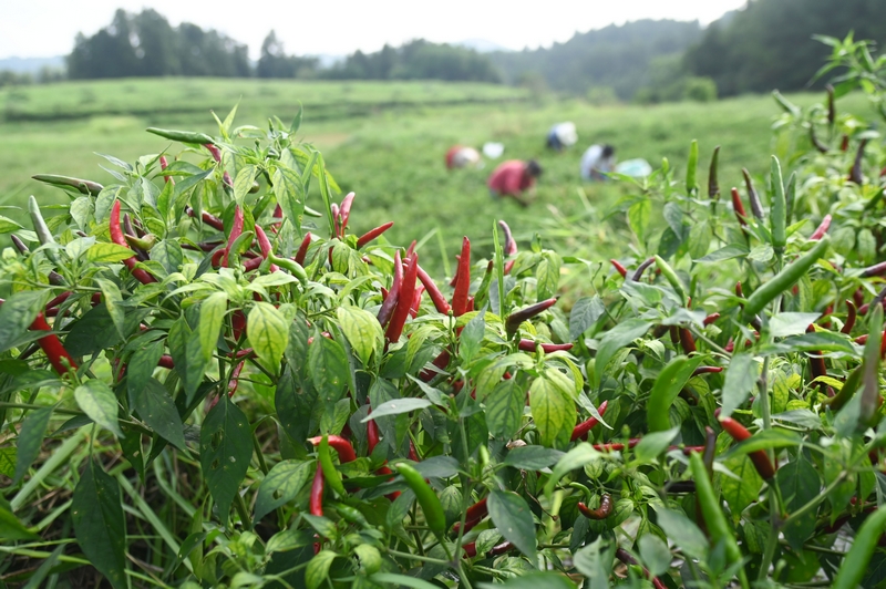 8月6日，村民在松桃苗族自治縣黃板鎮前豐村采摘辣椒。 