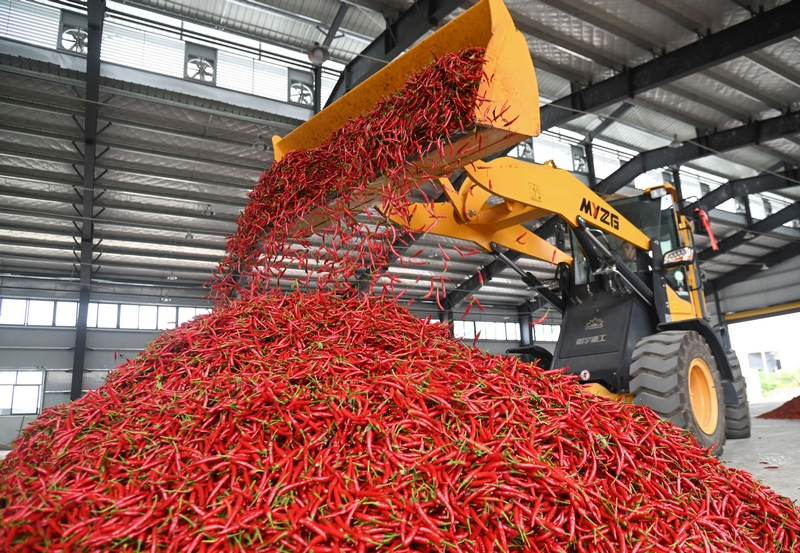 8月6日，村民在松桃苗族自治縣太平營街道辣椒加工廠里忙碌。