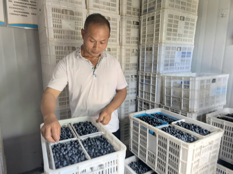 分揀藍莓。