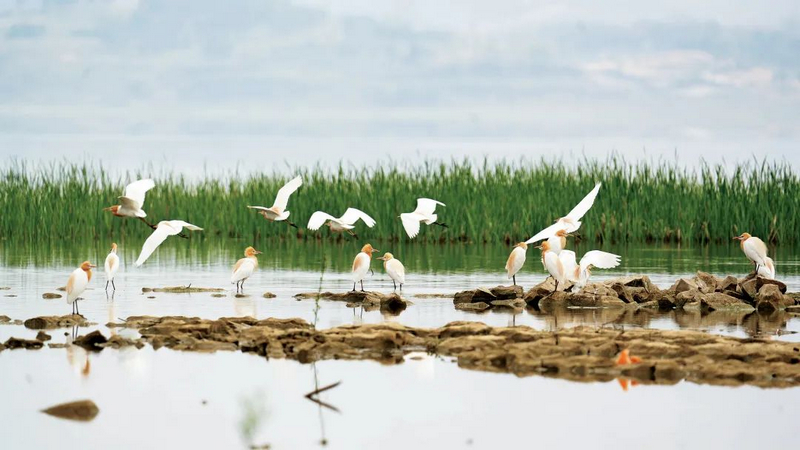 畢節(jié)市威寧自治縣深入推進“生態(tài)立縣”戰(zhàn)略,草海生態(tài)保護與綜合治理取得新成效,為生物多樣性提供了更好的棲息環(huán)境。岳剛攝