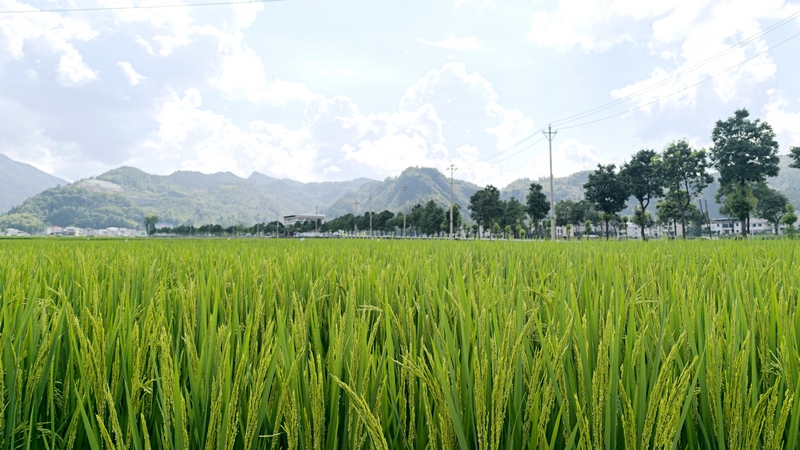 松桃烏羅鎮:田疇沃野展新姿 萬畝機械新“稻”路。