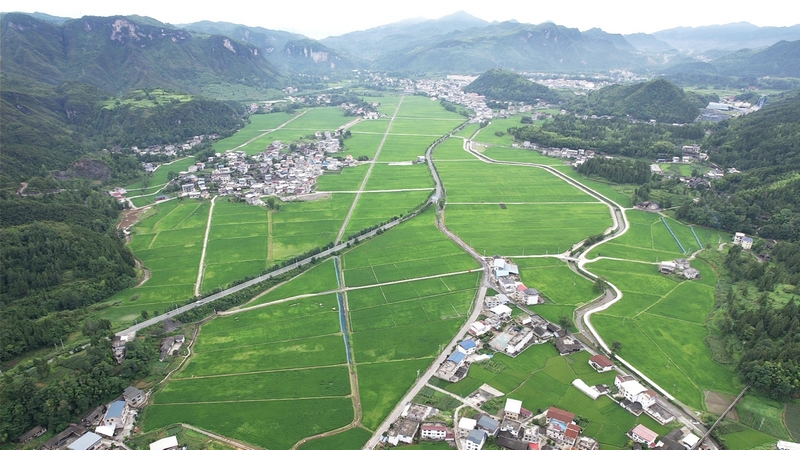 松桃烏羅鎮:田疇沃野展新姿 萬畝機械新“稻”路。