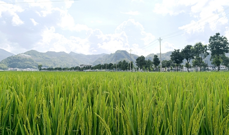 松桃烏羅鎮：田疇沃野展新姿 萬畝機械新“稻”路