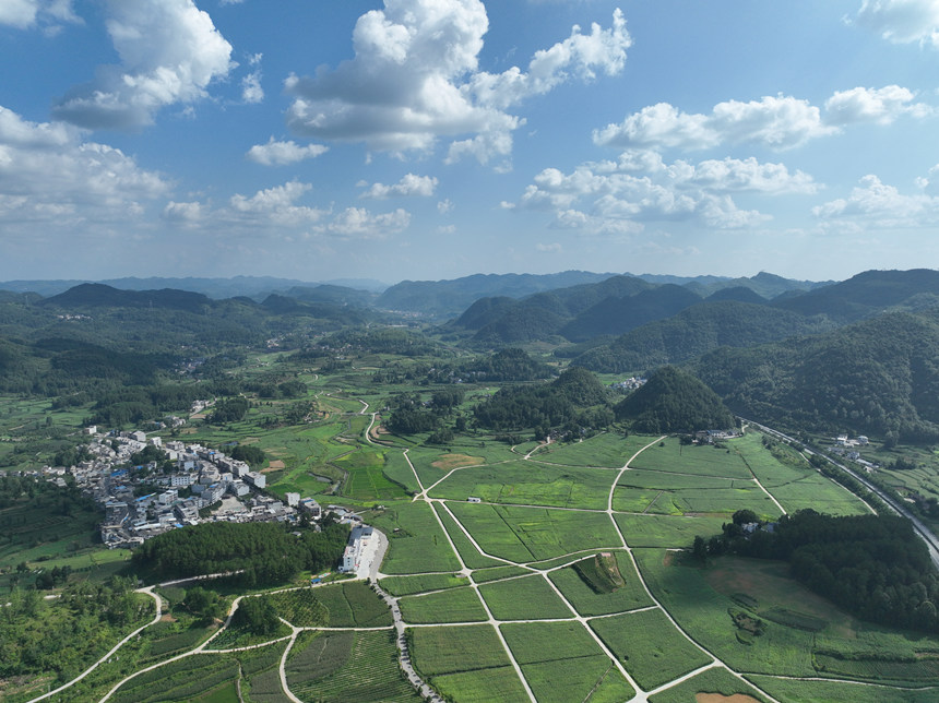 航拍的銅仁市德江縣合興鎮(zhèn)新合朋鮮食玉米種植區(qū)（部分）。申逸愷攝