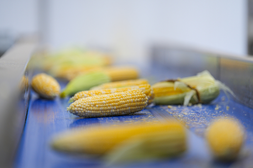 村民在貴州省銅仁市德江縣煎茶鎮(zhèn)煎茶社區(qū)貴州果果語錄山茶油有限公司的傳送帶上鮮食玉米正被送至下一工序開展去頭去尾。申逸愷攝