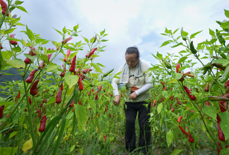 村民正在采摘辣椒。