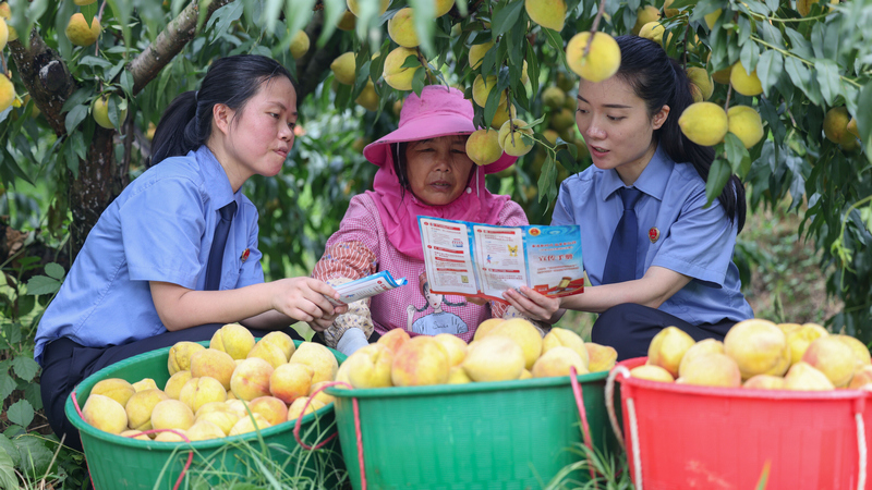 2025年8月7日，在貴州省銅仁市玉屏侗族自治縣新店鎮(zhèn)新店村黃桃種植基地，檢察干警向村民宣傳民法典、防范電信詐騙等相關法律知識。