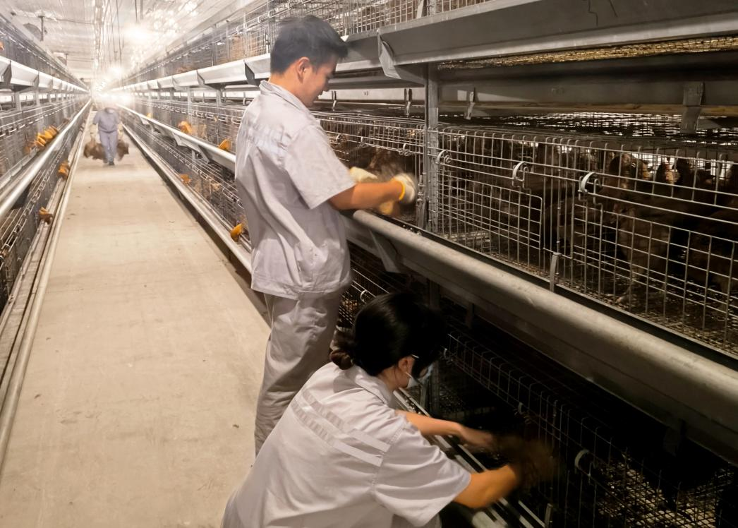 貴州農職院“望、聞、問、切”育新才 禽創先鋒助振興。