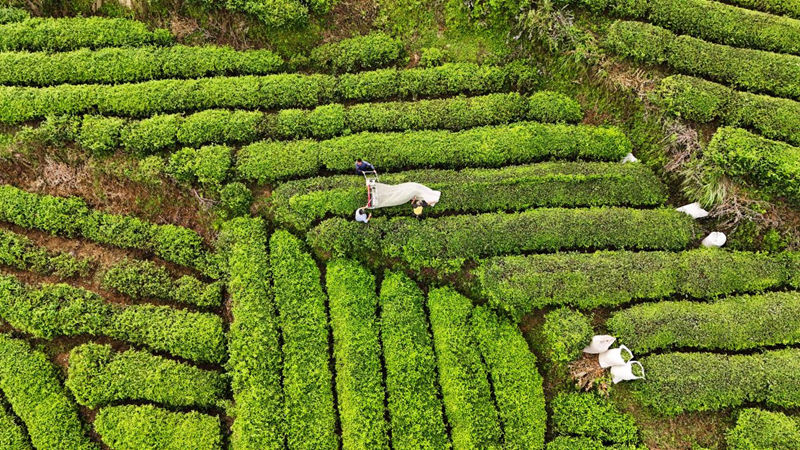 印江深入踐行“兩山論”鋪就綠色發展坦途。