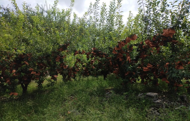 石阡碩果飄香豐收季 應季水果熱銷忙。