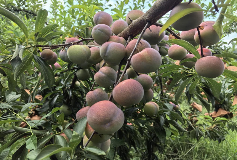石阡碩果飄香豐收季 應季水果熱銷忙。