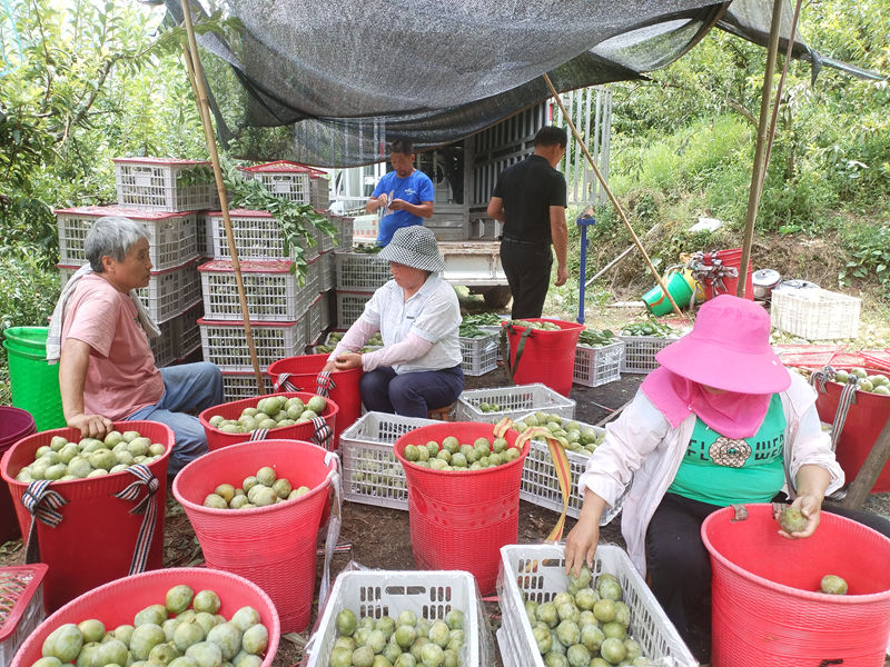 石阡碩果飄香豐收季 應季水果熱銷忙。